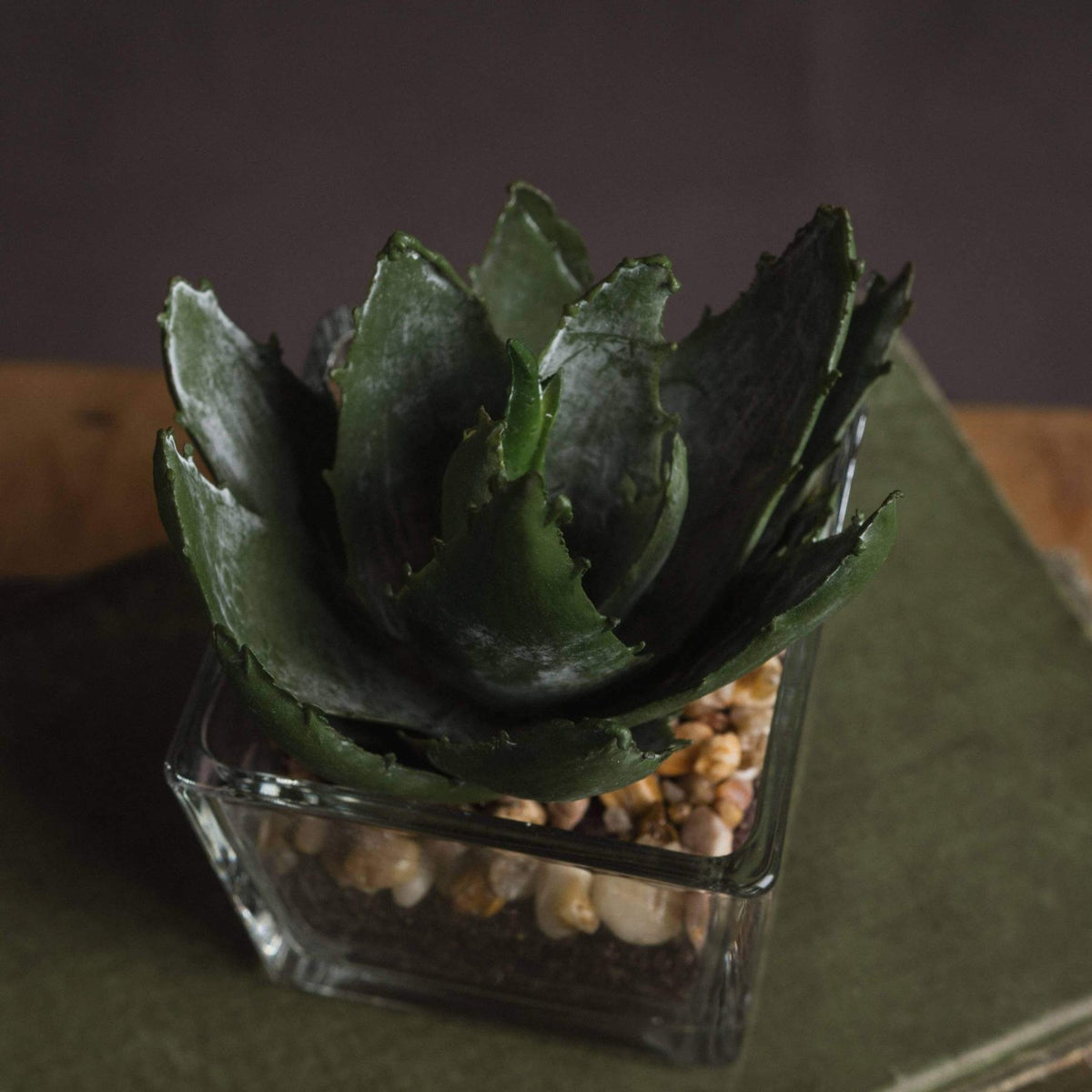Set of 3 Miniature Aloe Vera in Glass Pot