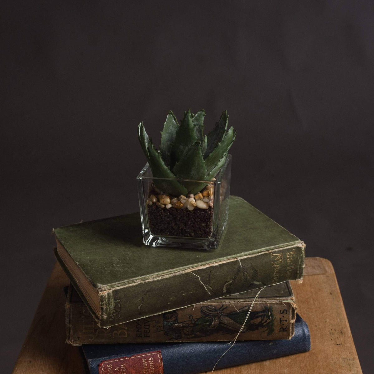Set of 3 Miniature Aloe Vera in Glass Pot