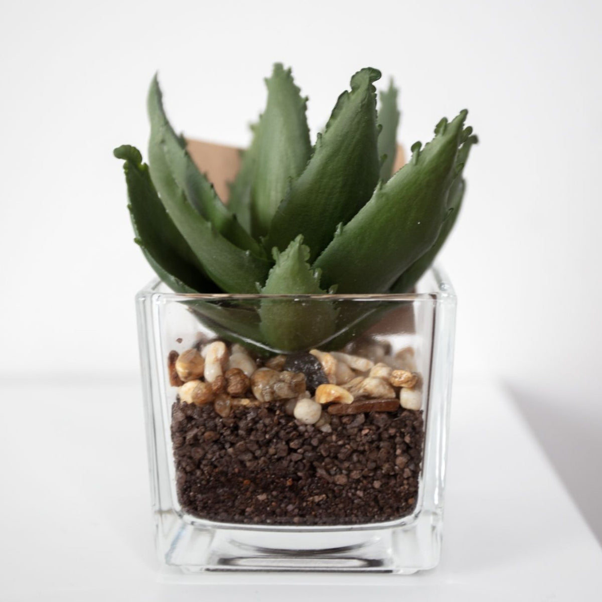 Set of 3 Miniature Aloe Vera in Glass Pot
