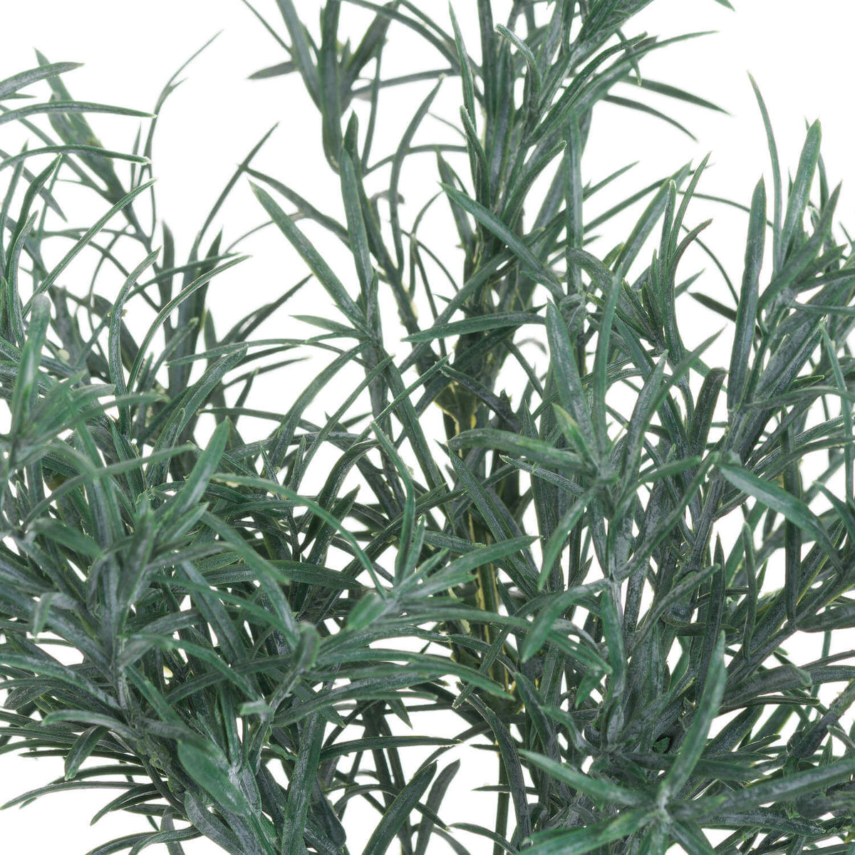 3 x Rosemary Bush Filler