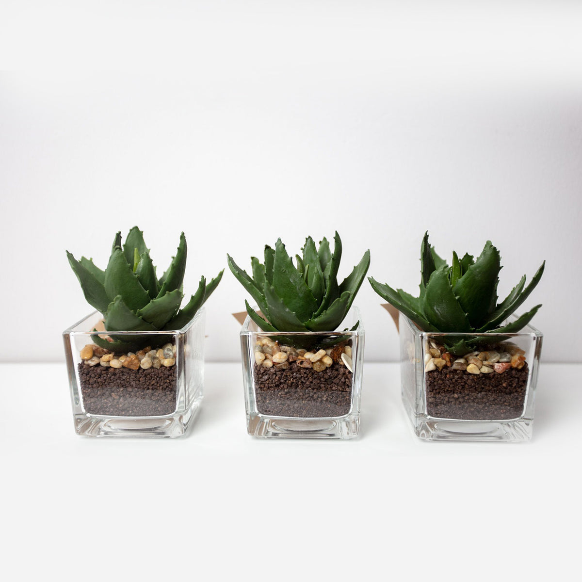 Set of 3 Miniature Aloe Vera in Glass Pot