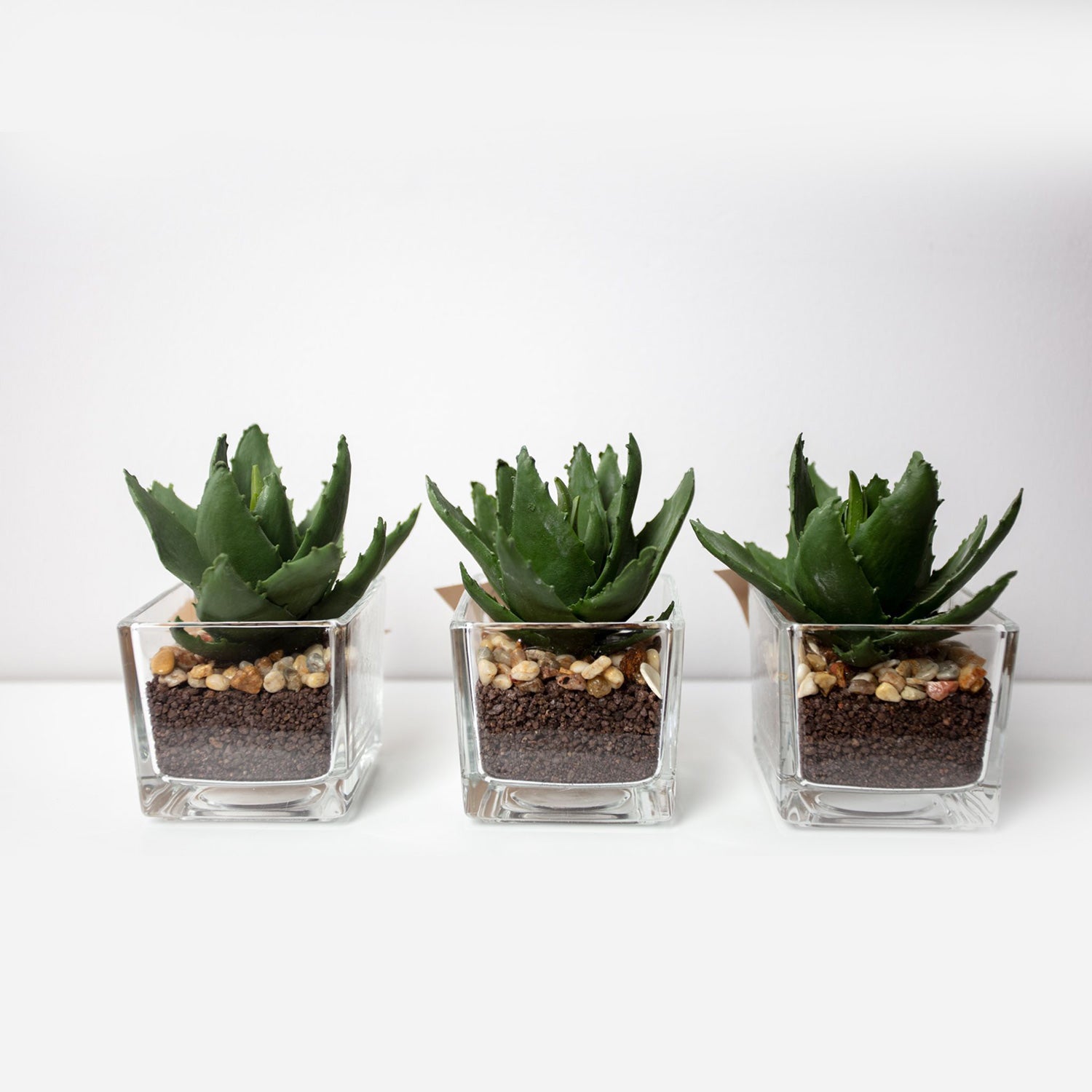 miniature aloe vera plant Set of 3 Miniature Aloe Vera in Glass Pot
