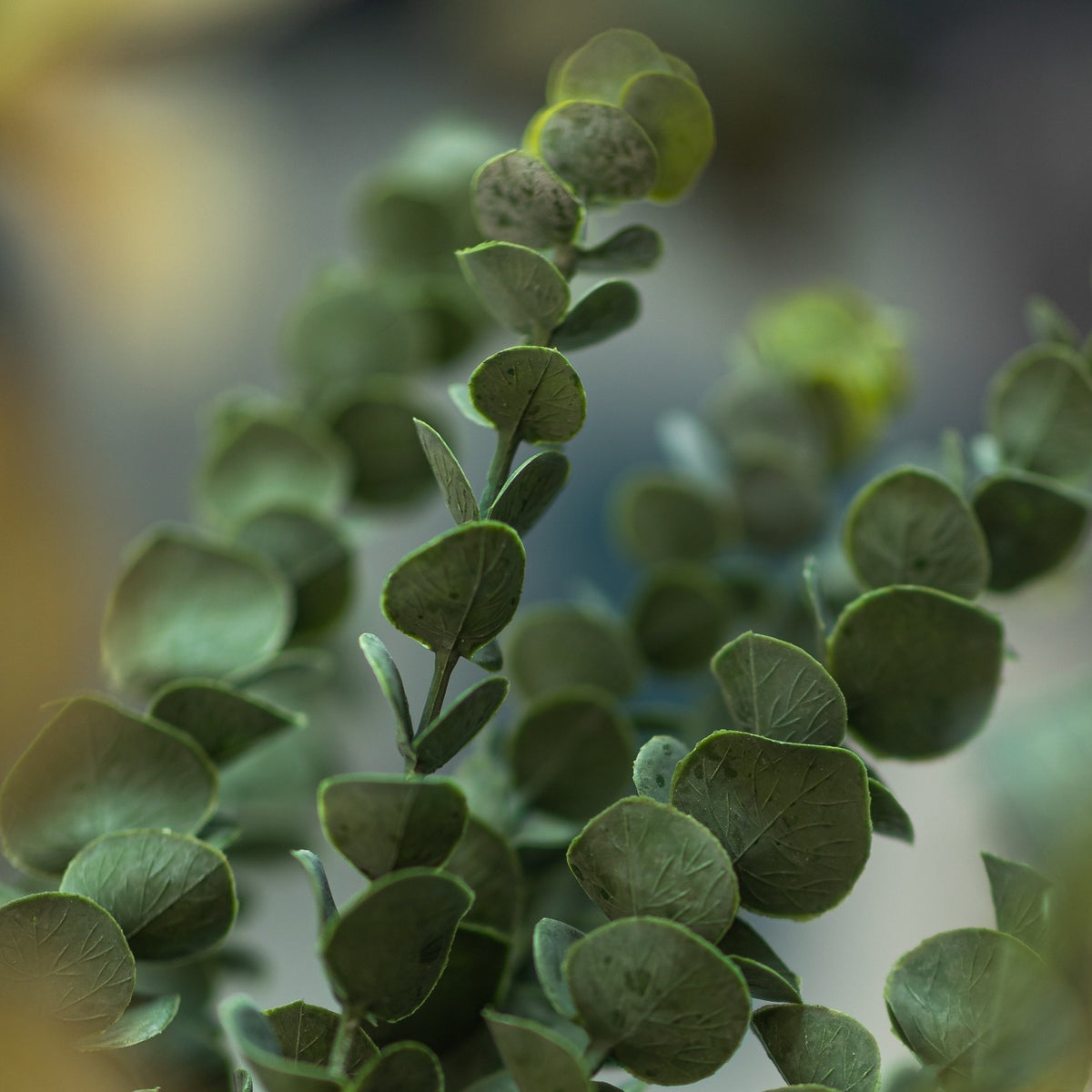 Silver Dollar Eucalyptus arrangement