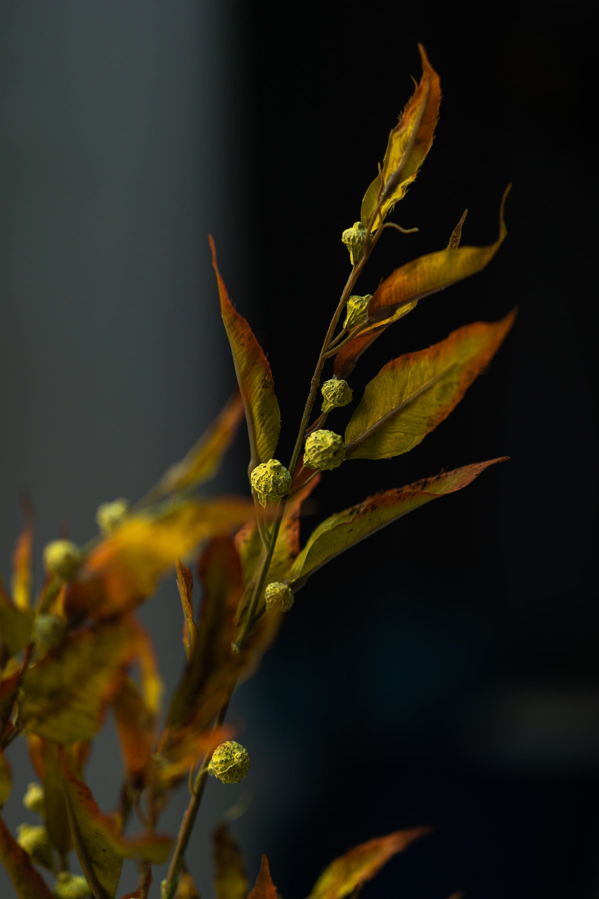 Silver Bell Autumn Eucalyptus Arrangement