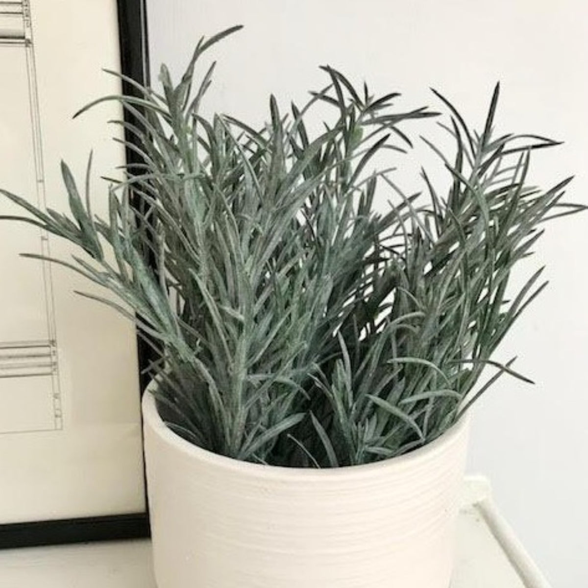 3 x Rosemary Bush Filler